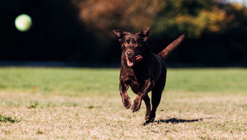 Dog chasing tennis ball in grass